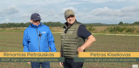 Žieminių rapsų augimo reguliavimas rudenį ir fomozės kontrolė